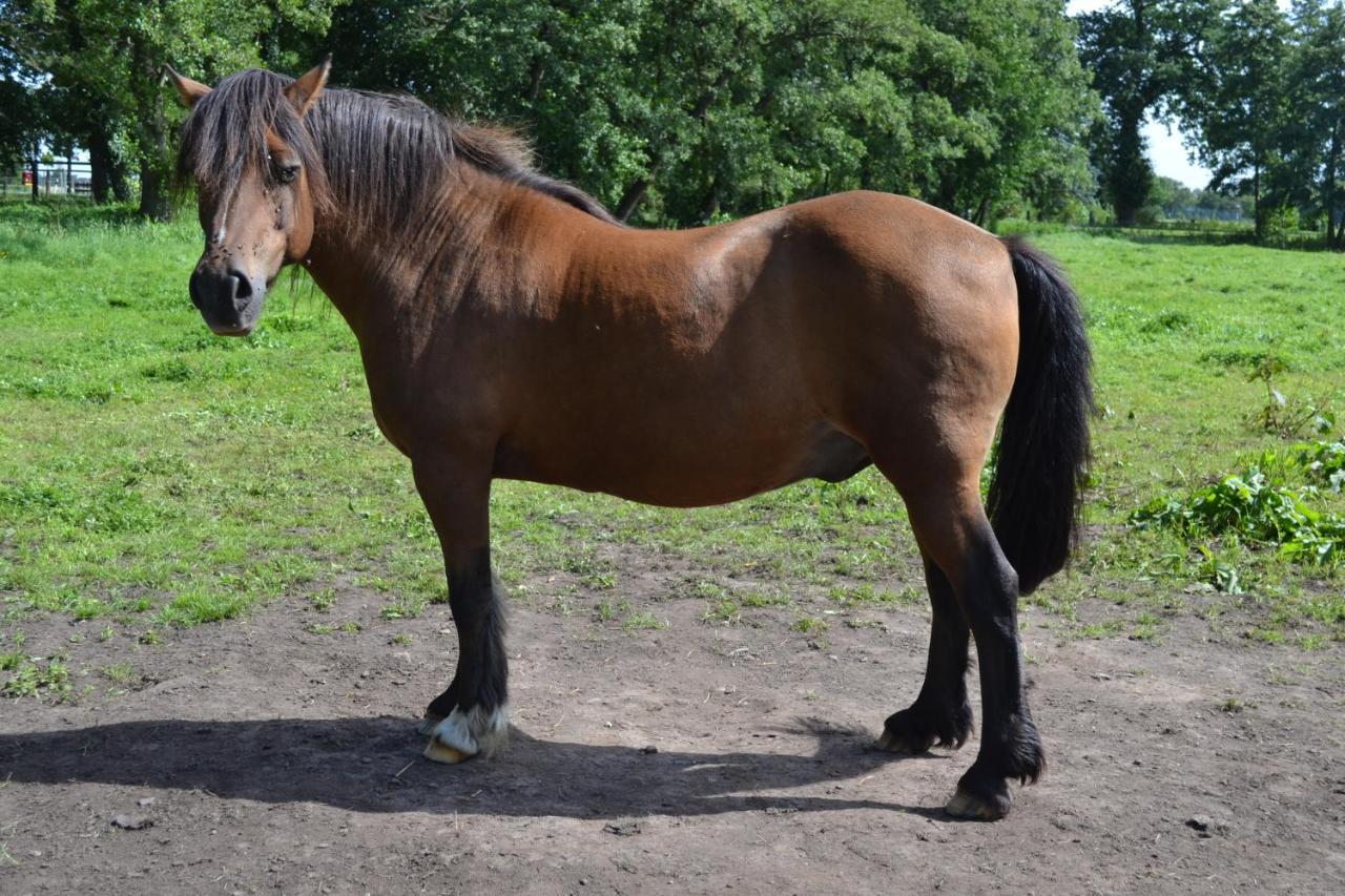 Ferienwohnung Suderfeld Brake  Zewnętrze zdjęcie